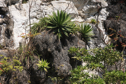 Agave wendtii